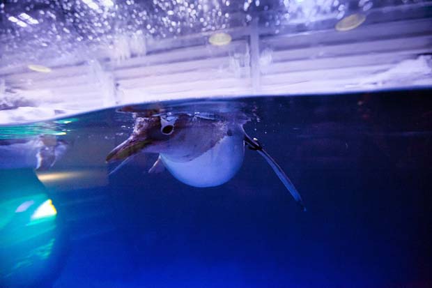 SealifeAbentueur_eroeffnung