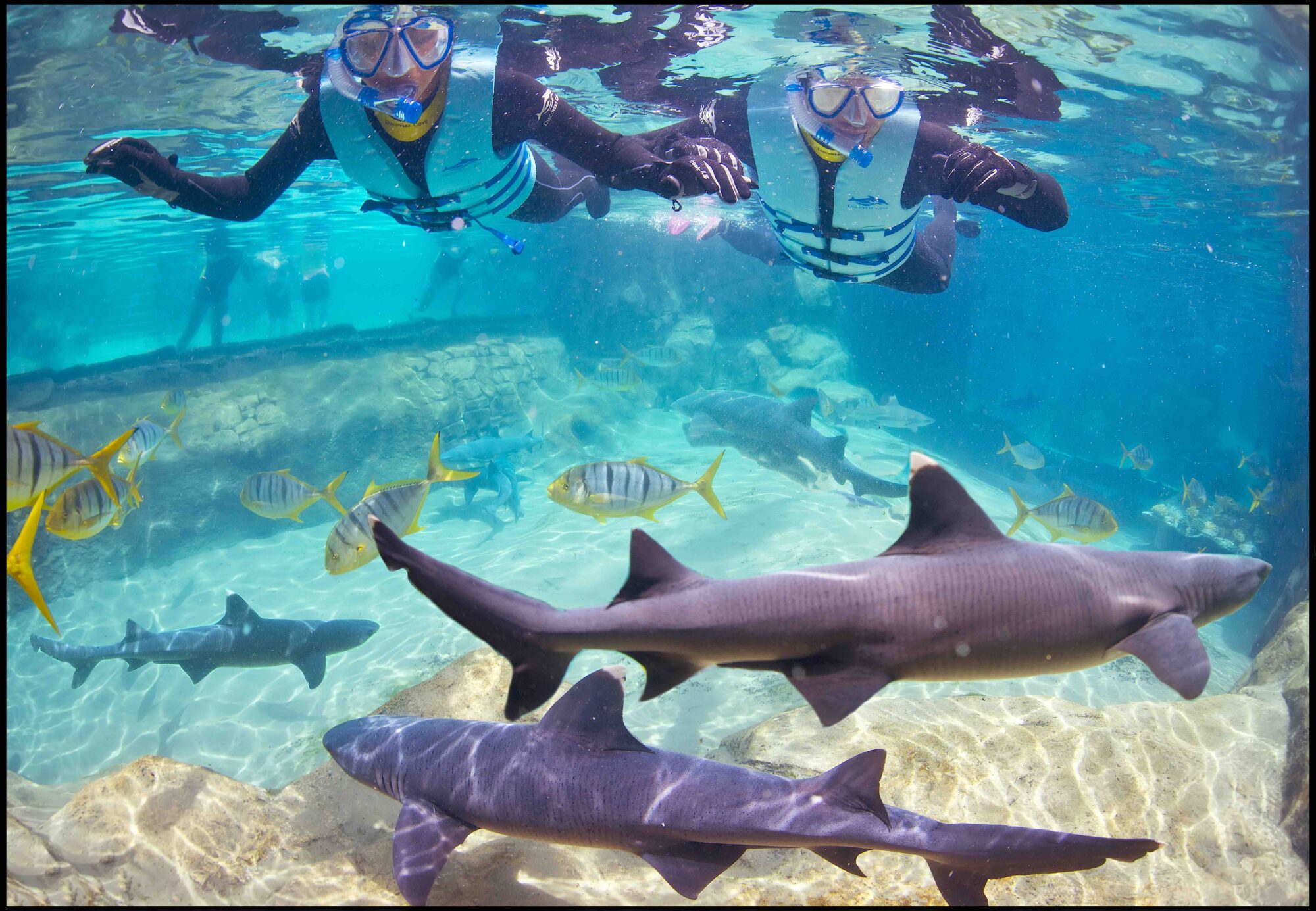 Shark Swim re-opens at Discovery Cove