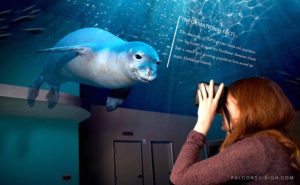 23 FV live Action sea lion 1 SeaWorld San Diego’s Christmas celebration has much to 'sea' and do