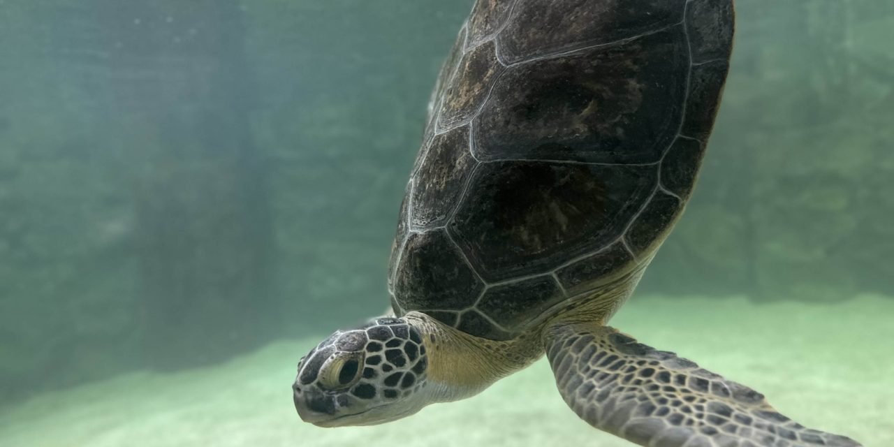 Two new rescued sea turtles arrive at SEA LIFE Grapevine for World Sea Turtle Day