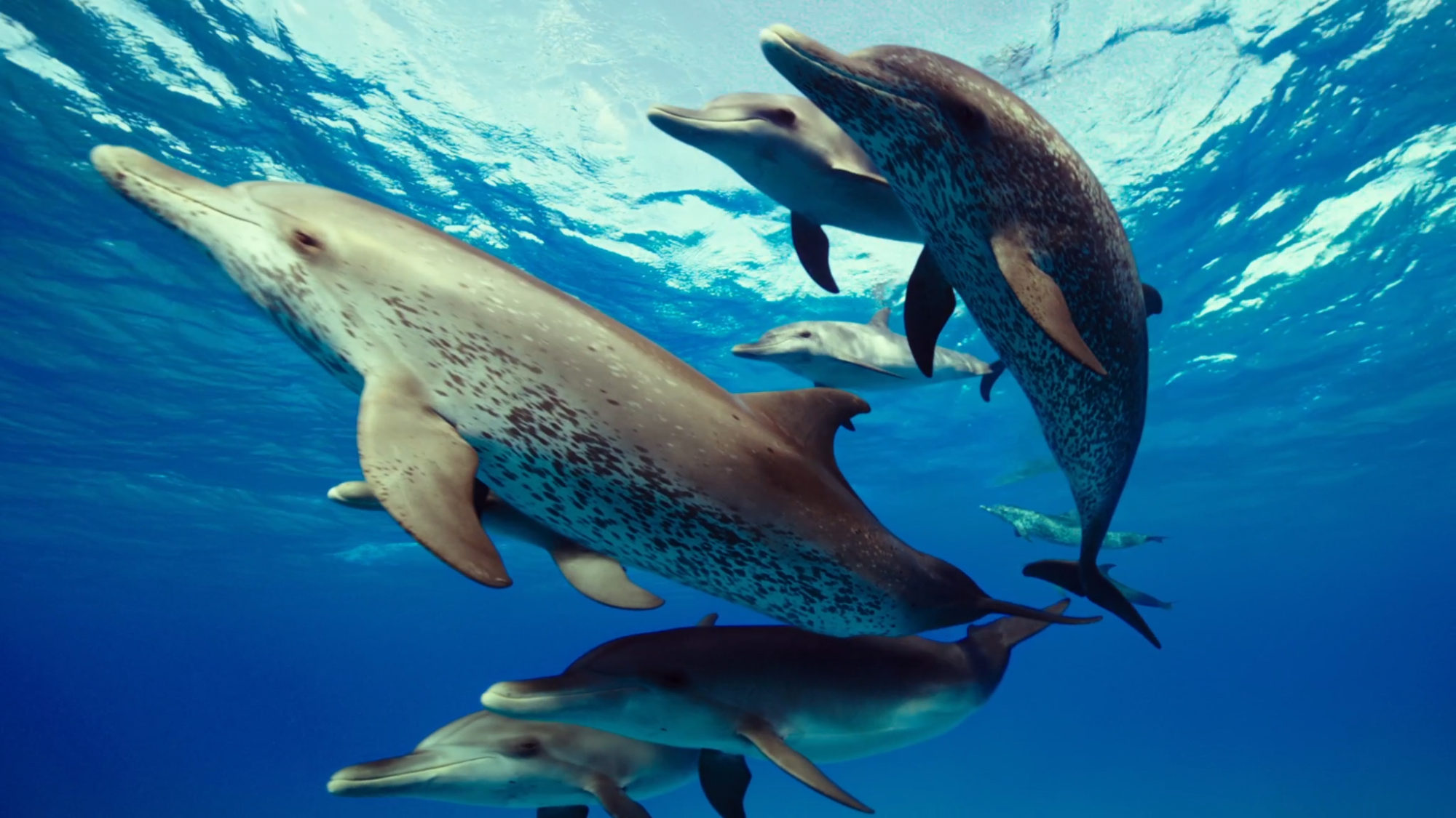 Being Dolphin 4D makes a splashing world premiere