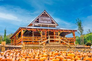 DSC03092 Europe’s largest pumpkin festival opens to record visitor numbers after becoming social media phenomenon