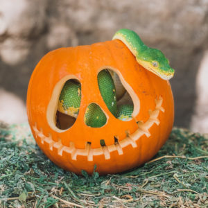 Edit 10 Dreamworld Wildlife’s Halloween Treats