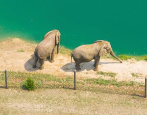 Elephants at Wild Safari Six Flags Great Adventure’s Wild Safari Nominated for USA TODAY 10BEST Best Safari Park