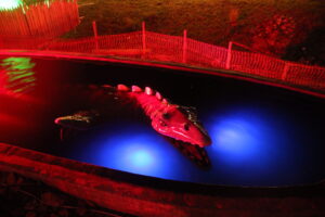 IMG 2343 Fairytale Farm's Illuminated Evenings return