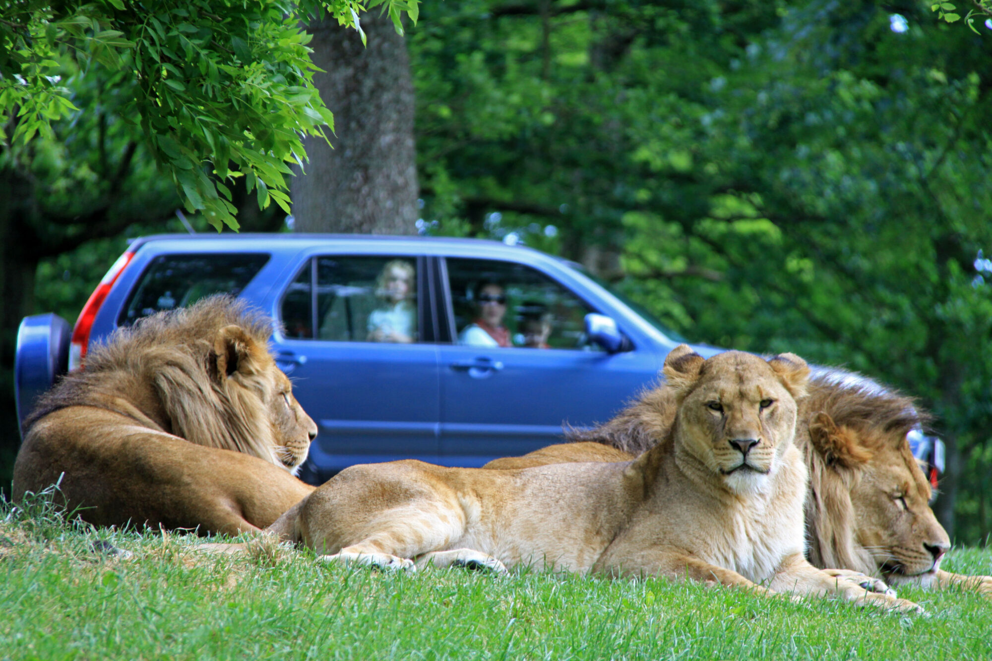 Longleat Safari Park Ready to Re-Open