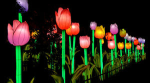 Luminosa3 Credit Jungle Island Jungle Island prepares for Luminosa Festival of Lights