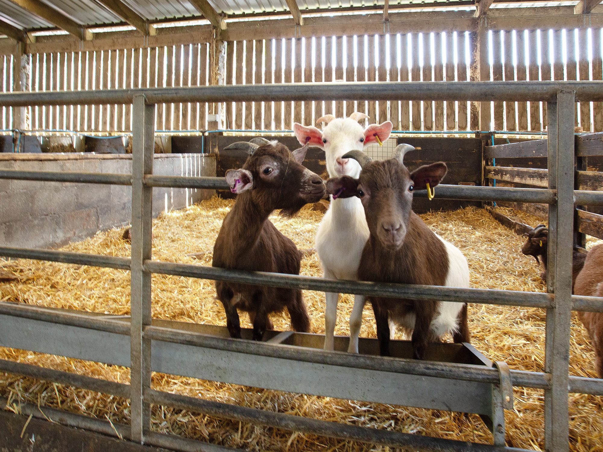 For Sale | Mabie Farm & Lodge Park on the market through Christie & Co