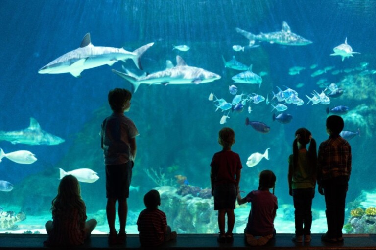 MediaMation adds 4D experience to Loveland Living Planet Aquarium