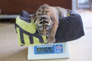 Nika cub day 1 And then there were three