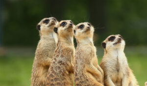 Paradise Country Meerkats 1 Village Roadshow Theme Parks announces new attractions