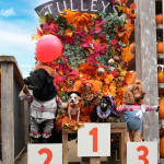 Record number of dogs descend on Tulleys Farm for an annual canine celebration