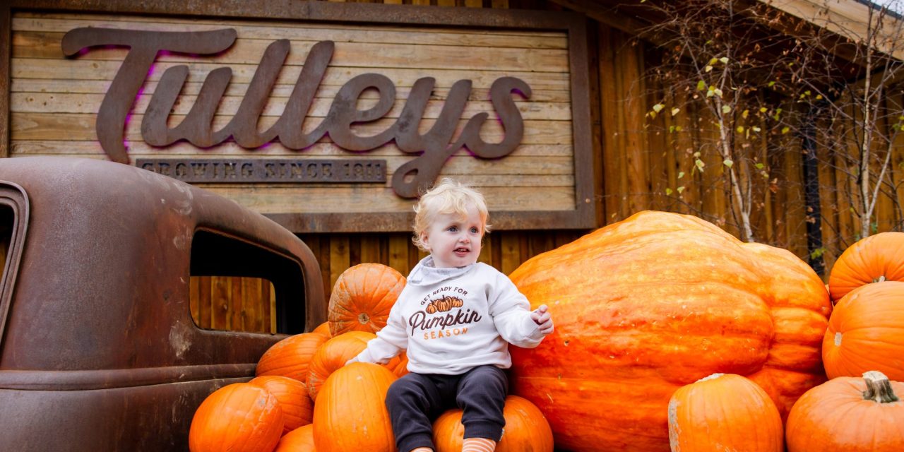 Europe’s largest pumpkin festival opens to record visitor numbers after becoming social media phenomenon