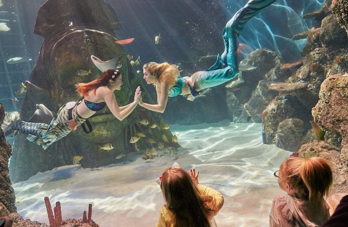 Mermaids return to SEA LIFE Orlando Aquarium