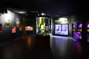 polin aquarium tunnel 3 Polin Aquariums unveils latest project