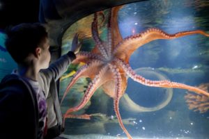 sea life aquarium midway attractions sea life 1 Merlin Entertainments and Entertainment One to bring PJ Masks attraction to SEA LIFE Centres
