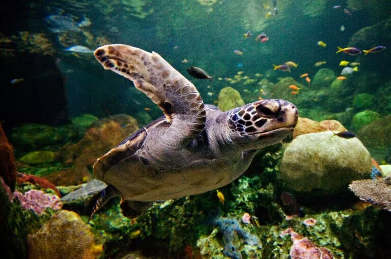 SeaWorld reopens sea turtle habitat