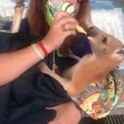 ujtF55Pg.jpeg Jungle Island reopens tomorrow